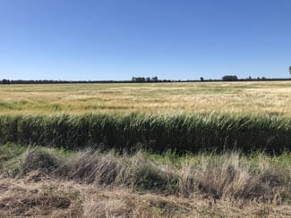 Rural / Farming commercial property for sale at 31850 Cunningham Highway Goondiwindi QLD 4390 Rural / Farming commercial property for sale at 31850 Cunningham Highway Goondiwindi QLD 4390