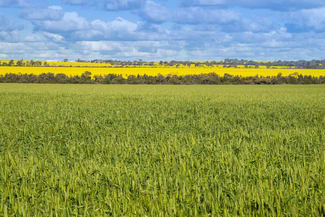 Rural / Farming commercial property for sale at Midlands Road Marchagee WA 6515 Rural / Farming commercial property for sale at Midlands Road Marchagee WA 6515