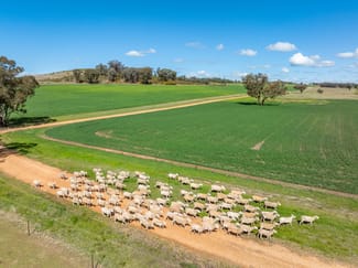 Rural / Farming commercial property for sale at 100 Grahams Lane Grenfell NSW 2810