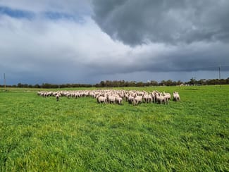 Rural / Farming commercial property sold at "Jacks" Sec 7 Schultz Road Tintinara SA 5266 Rural / Farming commercial property sold at "Jacks" Sec 7 Schultz Road Tintinara SA 5266