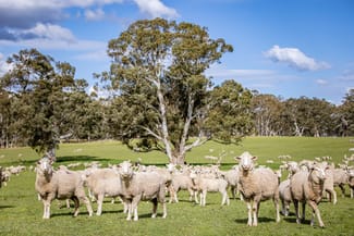Rural / Farming commercial property for sale at 219 Ockley Rd Comaum SA 5277 Rural / Farming commercial property for sale at 219 Ockley Rd Comaum SA 5277