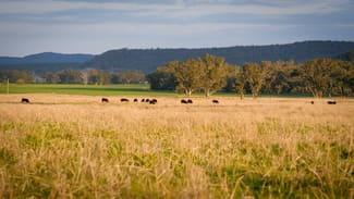 Rural / Farming commercial property for sale at 1559 Digilah Road Dunedoo NSW 2844 Rural / Farming commercial property for sale at 1559 Digilah Road Dunedoo NSW 2844