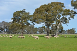 Rural / Farming commercial property sold at Lot 894 Mount McIntyre Road Kalangadoo SA 5278