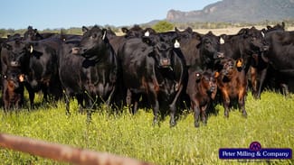 Rural / Farming commercial property sold at 'Top Walga' 281 Top Walga Road, Warrumbungle NSW 2828 Rural / Farming commercial property sold at 'Top Walga' 281 Top Walga Road, Warrumbungle NSW 2828