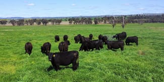 Rural / Farming commercial property for sale at Young NSW 2594 Rural / Farming commercial property for sale at Young NSW 2594