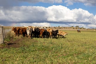 Rural / Farming commercial property sold at 643 Silvermines Road Elsmore NSW 2360 Rural / Farming commercial property sold at 643 Silvermines Road Elsmore NSW 2360
