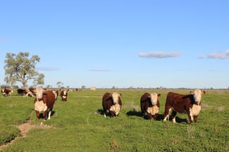 Rural / Farming commercial property sold at 1378 Keewong Lane Coonamble NSW 2829 Rural / Farming commercial property sold at 1378 Keewong Lane Coonamble NSW 2829