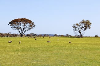 Rural / Farming commercial property for sale at 256 WAGIN-DUMBLEYUNG ROAD Wagin WA 6315 Rural / Farming commercial property for sale at 256 WAGIN-DUMBLEYUNG ROAD Wagin WA 6315