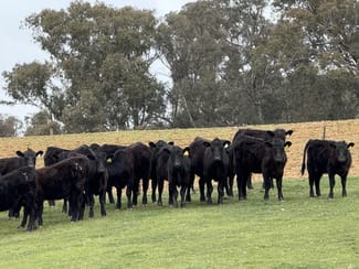 Rural / Farming commercial property for sale at Lot 13 Rosewood Hills Road Tumbarumba NSW 2653 Rural / Farming commercial property for sale at Lot 13 Rosewood Hills Road Tumbarumba NSW 2653