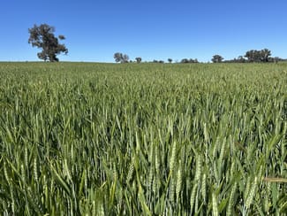Rural / Farming commercial property for sale at 1470 Yerong Creek Mangoplah Road Mangoplah NSW 2652