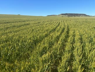 Rural / Farming commercial property sold at Lot 1914 Minnenooka Road Minnenooka WA 6532 Rural / Farming commercial property sold at Lot 1914 Minnenooka Road Minnenooka WA 6532