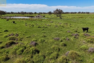 Rural / Farming commercial property sold at 909 Epping Road Pilliga NSW 2388