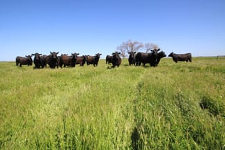 Rural / Farming commercial property sold at 98 Sinclairs Road Naracoorte SA 5271