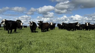 Rural / Farming commercial property sold at 126 Shuards Lane Lochaber SA 5271