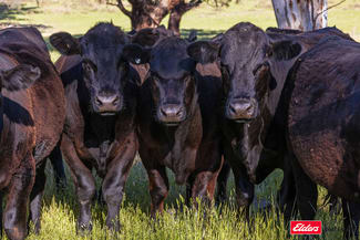 Rural / Farming commercial property sold at 3809 Belubula Way Canowindra NSW 2804 Rural / Farming commercial property sold at 3809 Belubula Way Canowindra NSW 2804