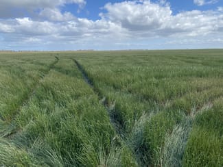 Rural / Farming commercial property sold at Three Chain Road Birchip VIC 3483 Rural / Farming commercial property sold at Three Chain Road Birchip VIC 3483