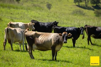 Rural / Farming commercial property sold at 1989 Waukivory Road, Waukivory via Gloucester NSW 2422 Rural / Farming commercial property sold at 1989 Waukivory Road, Waukivory via Gloucester NSW 2422