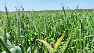 Rural / Farming commercial property sold at Lot 50 Flint Road Glenroy SA 5277 Rural / Farming commercial property sold at Lot 50 Flint Road Glenroy SA 5277