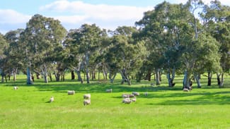 Rural / Farming commercial property for sale at Lot 9 Mount Burr Road Monbulla SA 5277