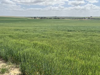Rural / Farming commercial property for sale at 162 Pope Road Karoonda SA 5307