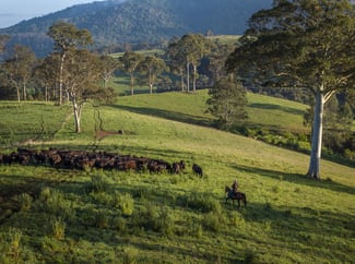 Rural / Farming commercial property for sale at 294 Coramba Road Dorrigo NSW 2453