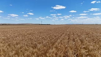 Rural / Farming commercial property sold at Section 284 Klaus Road Koolunga SA 5464 Rural / Farming commercial property sold at Section 284 Klaus Road Koolunga SA 5464