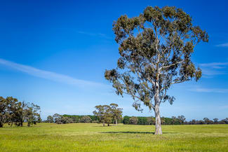 Rural / Farming commercial property for sale at 520 Walkington Hills Road Bangham SA 5268 Rural / Farming commercial property for sale at 520 Walkington Hills Road Bangham SA 5268