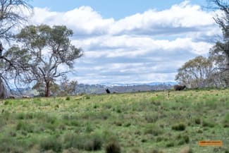 Rural / Farming commercial property sold at Lot 6 Avonside Road Avonside NSW 2628 Rural / Farming commercial property sold at Lot 6 Avonside Road Avonside NSW 2628