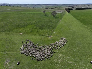 Rural / Farming commercial property for sale at 175 Bolong Road Golspie NSW 2580 Rural / Farming commercial property for sale at 175 Bolong Road Golspie NSW 2580