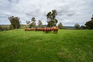 Rural / Farming commercial property sold at Lot 4 Kammann Road (Upper Warren) Manjimup WA 6258