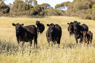 Rural / Farming commercial property for sale at 1112 Minnie Crowe Road Avenue Range SA 5273 Rural / Farming commercial property for sale at 1112 Minnie Crowe Road Avenue Range SA 5273