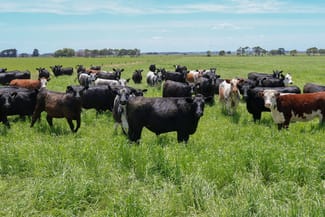 Rural / Farming commercial property for sale at 'Mount View' Occupation Lane Garvoc VIC 3265 Rural / Farming commercial property for sale at 'Mount View' Occupation Lane Garvoc VIC 3265