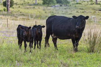 Rural / Farming commercial property for sale at 197 Boodua-Meringandan Road Muniganeen QLD 4352 Rural / Farming commercial property for sale at 197 Boodua-Meringandan Road Muniganeen QLD 4352
