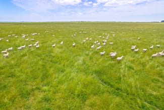 Rural / Farming commercial property for sale at Lot 55 Princes Highway Millicent SA 5280 Rural / Farming commercial property for sale at Lot 55 Princes Highway Millicent SA 5280
