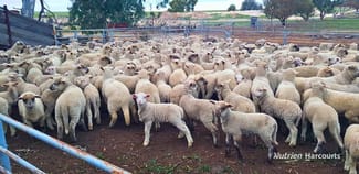 Rural / Farming commercial property sold at 3136 Billericay Road Karlgarin WA 6358