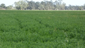Rural / Farming commercial property for sale at 2448 Bangham Road Frances SA 5262 Rural / Farming commercial property for sale at 2448 Bangham Road Frances SA 5262