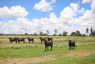 Rural / Farming commercial property sold at 1285 Kingaroy Burrandowan Road, Wattle Grove Kingaroy QLD 4610