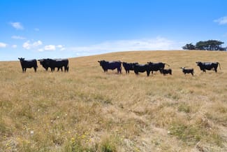 Rural / Farming commercial property sold at Lot 2/107 Cooks Road Thorpdale VIC 3835