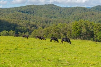 Rural / Farming commercial property for sale at 669 Costigans Road Yarras NSW 2446 Rural / Farming commercial property for sale at 669 Costigans Road Yarras NSW 2446