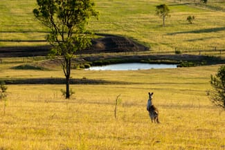 Rural / Farming commercial property sold at 880D Elderslie Road Elderslie NSW 2335