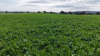 Rural / Farming commercial property for sale at Dicksons, 0 Bennett Springs Road Cowra NSW 2794 Rural / Farming commercial property for sale at Dicksons, 0 Bennett Springs Road Cowra NSW 2794