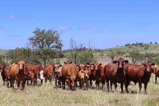 Rural / Farming commercial property sold at "The Farm" 1282 Semples Road Thangool QLD 4716