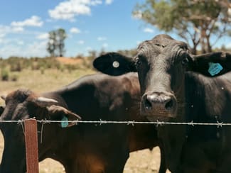 Rural / Farming commercial property for sale at 735 Clear Ridge Road Wyalong NSW 2671