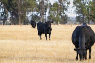 Rural / Farming commercial property sold at 1152 Central Island Road Galore NSW 2650 Rural / Farming commercial property sold at 1152 Central Island Road Galore NSW 2650