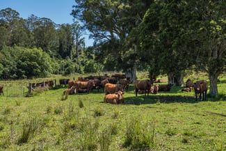 Rural / Farming commercial property sold at 482 Terreel Road Wards River NSW 2422 Rural / Farming commercial property sold at 482 Terreel Road Wards River NSW 2422