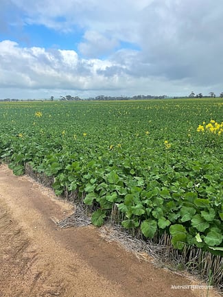 Rural / Farming commercial property sold at . 'Jurocken' Dowerin WA 6461 Rural / Farming commercial property sold at . 'Jurocken' Dowerin WA 6461