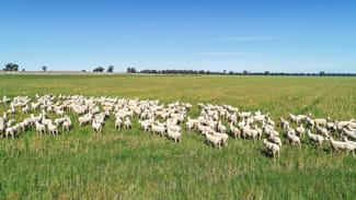 Rural / Farming commercial property sold at 25L & 40R North Terramungamine Road Dubbo NSW 2830 Rural / Farming commercial property sold at 25L & 40R North Terramungamine Road Dubbo NSW 2830