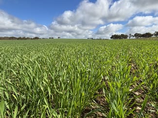 Rural / Farming commercial property for sale at Lot 29 Eyre Highway Road Poochera SA 5655