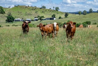 Rural / Farming commercial property sold at 'Double Knob' Nangur Road Tansey QLD 4601 Rural / Farming commercial property sold at 'Double Knob' Nangur Road Tansey QLD 4601