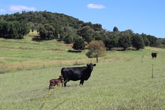 Rural / Farming commercial property sold at Lot 385 Hoffmanns Road Wondai QLD 4606
